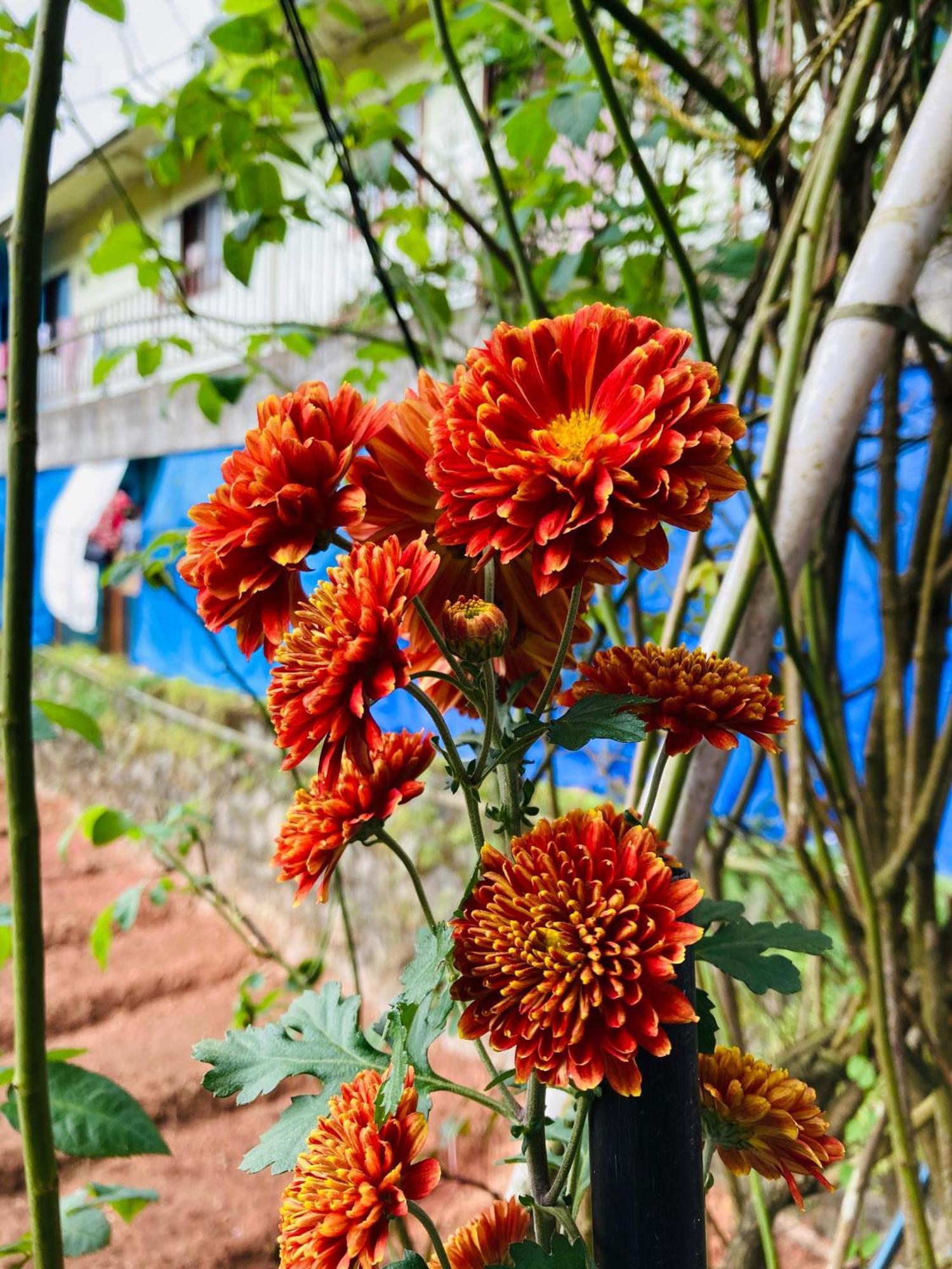 Carmel Home Stay Munnar Zewnętrze zdjęcie